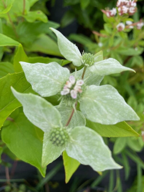 Pycnanthemum muticum- Blunt Mountain mint - Image 5