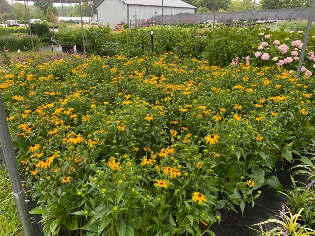 9 Rudbeckia fulgida