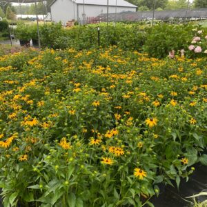 Rudbeckia fugida 'Goldsturm'- Black Eyed Susan