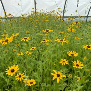 Rudbeckia hirta- Black Eyed Susan