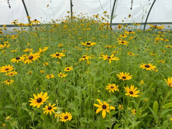 Rudbeckia hirta- Black Eyed Susan