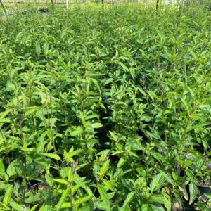 Verbena hastata- Blue Vervain