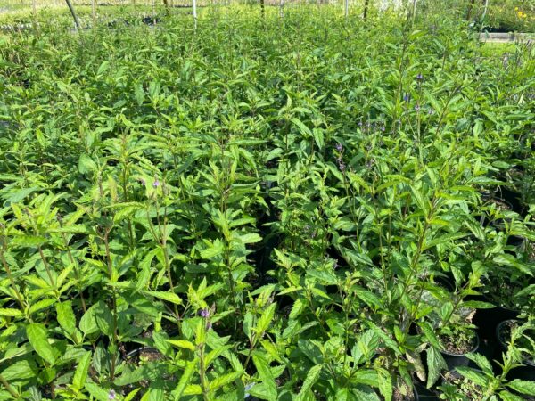 Verbena hastata- Blue Vervain
