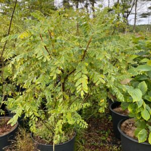 Amorpha fruticosa- False Indigo