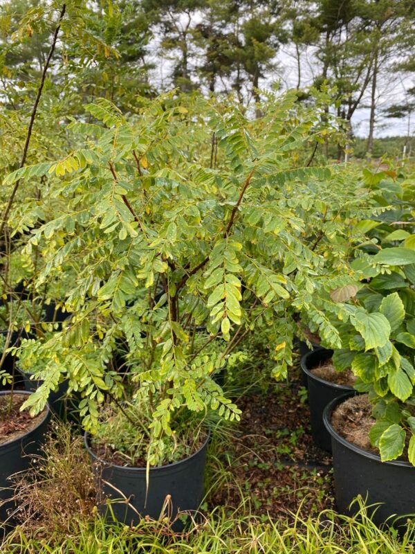 Amorpha fruticosa- False Indigo