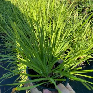 Allium cernuum- Nodding Onion