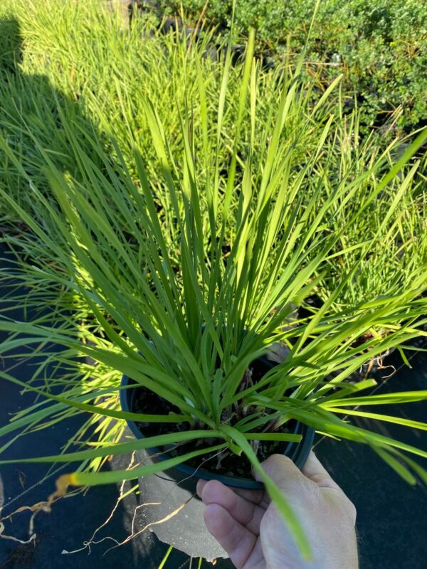Allium cernuum- Nodding Onion