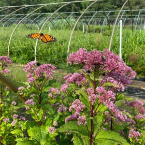 Eupatorium dubium- Baby Joe Pye Weed