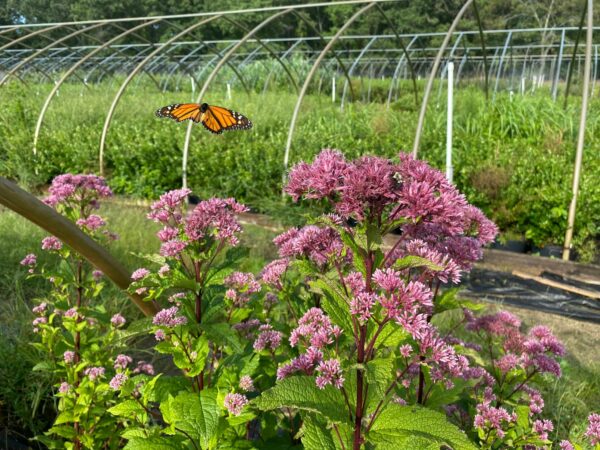 Eupatorium dubium- Baby Joe Pye Weed