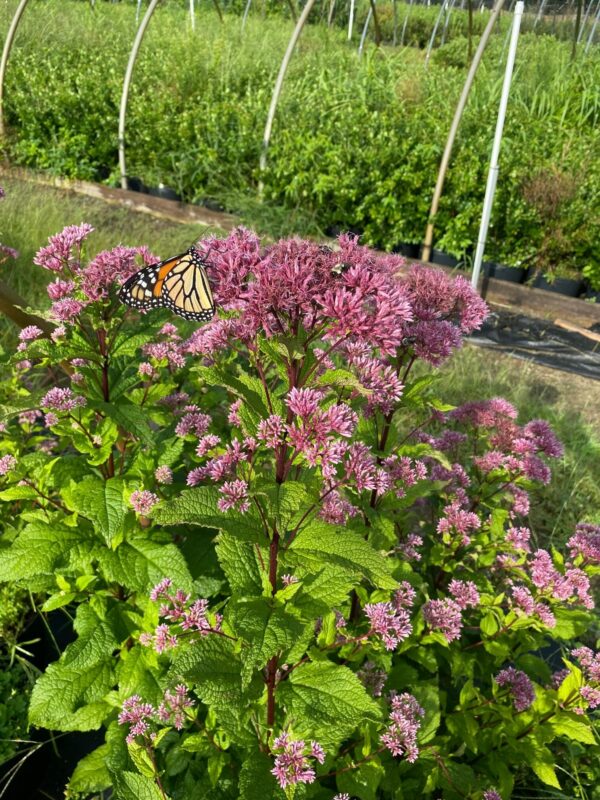 Eupatorium dubium- Baby Joe Pye Weed - Image 4