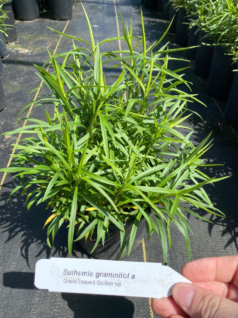 Euthamia graminifolia