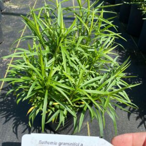 Euthamia graminifolia- Grass Leaved Goldenrod