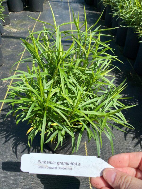 Euthamia graminifolia- Grass Leaved Goldenrod