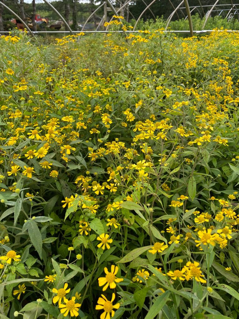 Helenium1