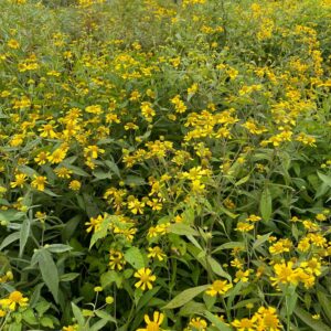 Helenium autumnale- Sneezeweed