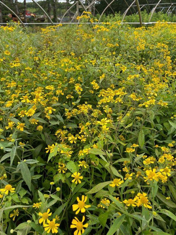 Helenium autumnale- Sneezeweed