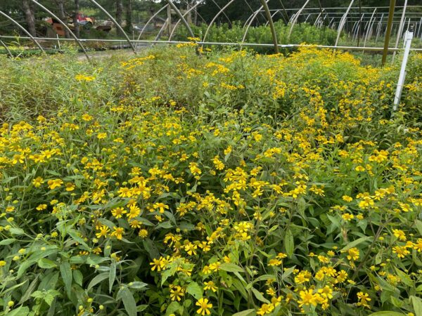 Helenium autumnale- Sneezeweed - Image 2