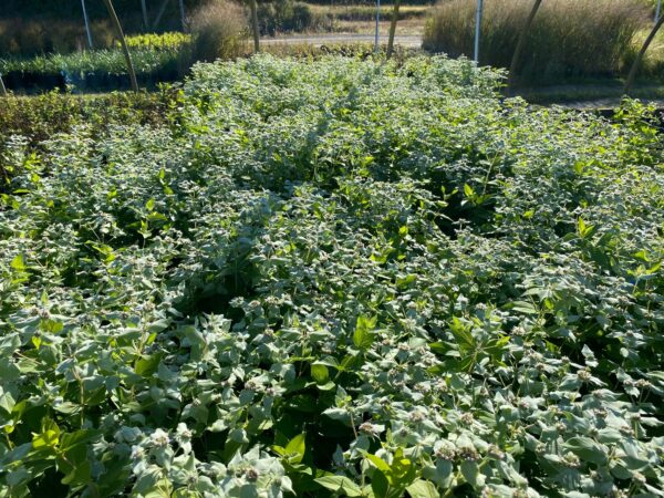 Pycnanthemum muticum- Blunt Mountain mint - Image 2