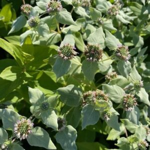 Pycnanthemum muticum- Blunt Mountain mint