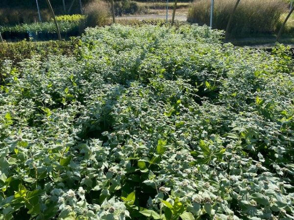 Pycnanthemum muticum- Blunt Mountain mint - Image 4