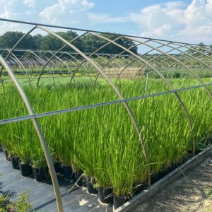 Acorus americanus - Sweet flag