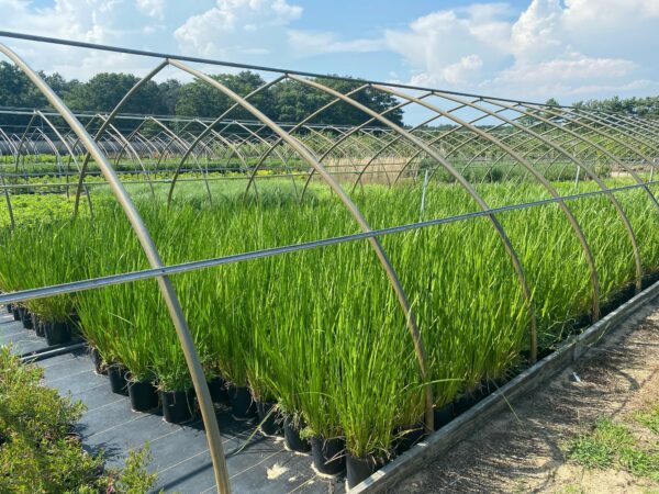 Acorus americanus - Sweet flag