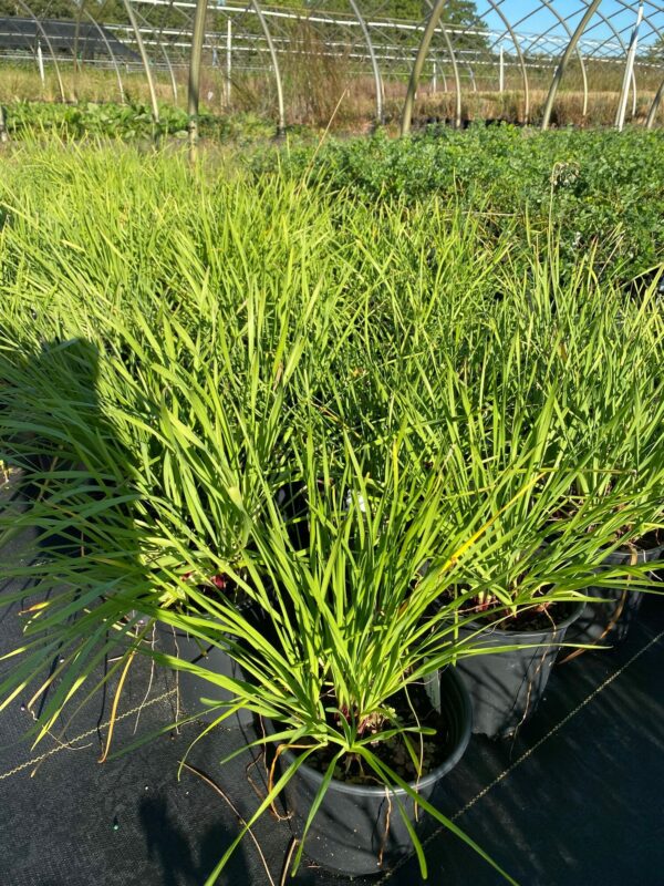 Allium cernuum- Nodding Onion - Image 2
