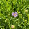 Aster laevis- Smooth Aster - Image 2
