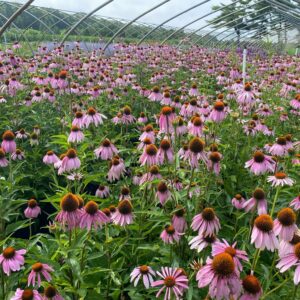 Echinacea purpurea 'Magnus'- Purple Coneflower