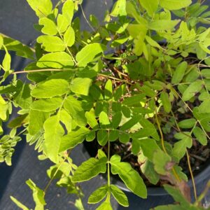 Osmunda regalis Spectabilis- American Royal Fern
