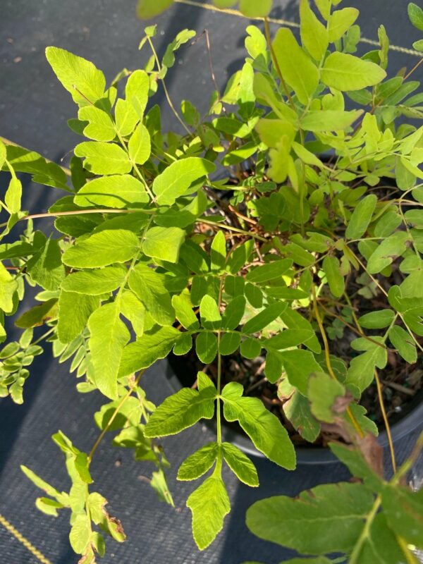 Osmunda regalis Spectabilis- American Royal Fern