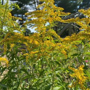 Solidago speciosa- Showy Goldenrod