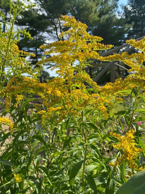 Solidago speciosa- Showy Goldenrod