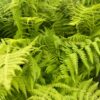Thelypteris noveboracensis- New York Fern