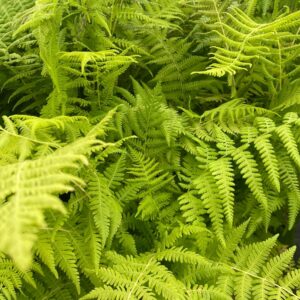 Thelypteris noveboracensis- New York Fern