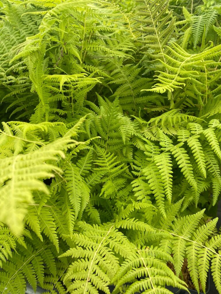 thelypterisnoceboracensis1