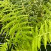Thelypteris noveboracensis- New York Fern - Image 2