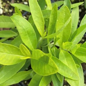 Asclepias syriaca- Common Milkweed