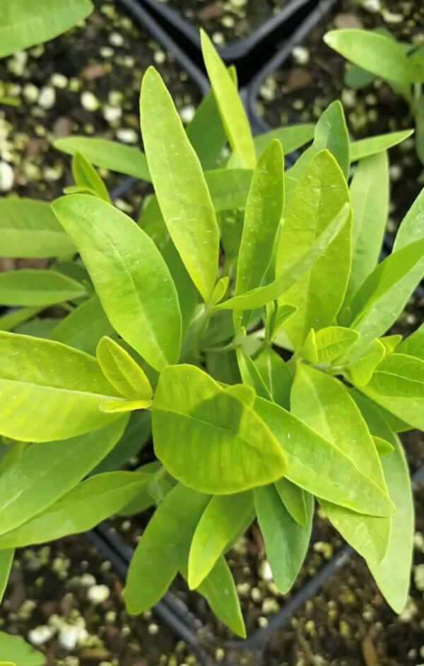 Asclepias syriaca- Common Milkweed