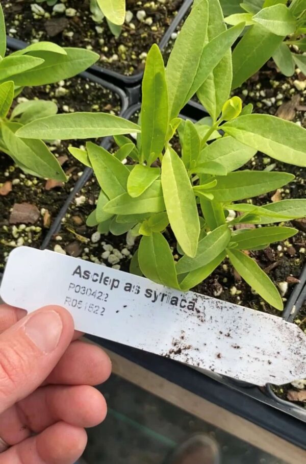Asclepias syriaca- Common Milkweed - Image 2