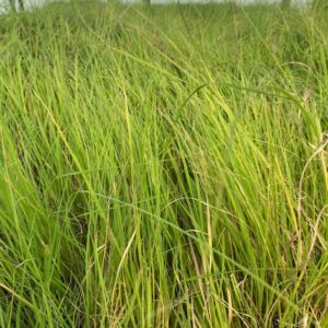 Bouteloua curtipendula- Sideoats Grama