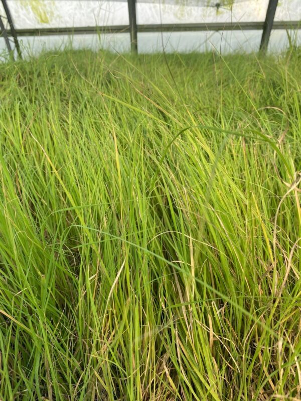 Bouteloua curtipendula- Sideoats Grama - Image 2