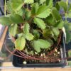 Fragaria virginiana- Virginia Strawberry - Image 3