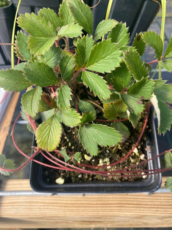 Fragaria virginiana- Virginia Strawberry - Image 3