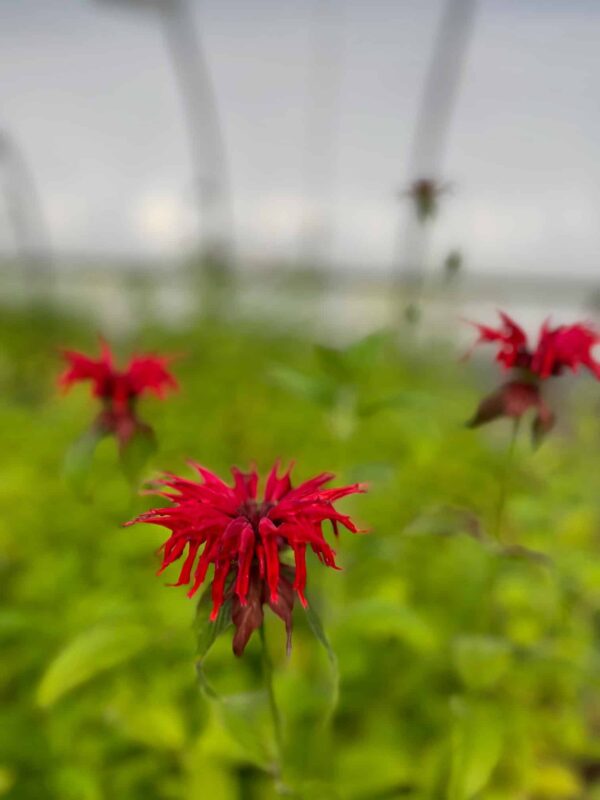 Monarda didyma- Scarlet beebalm - Image 2