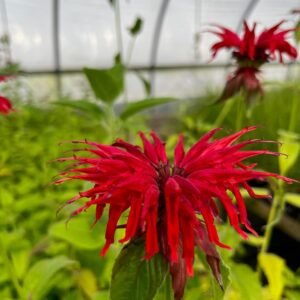 Monarda didyma- Scarlet beebalm