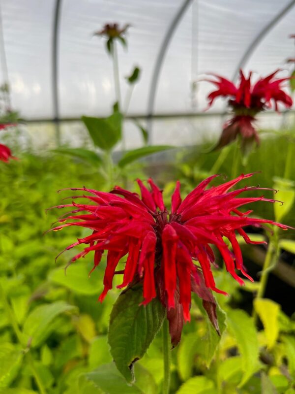 Monarda didyma- Scarlet beebalm