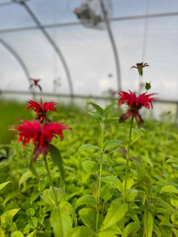 Monarda didyma- Scarlet beebalm - Image 3