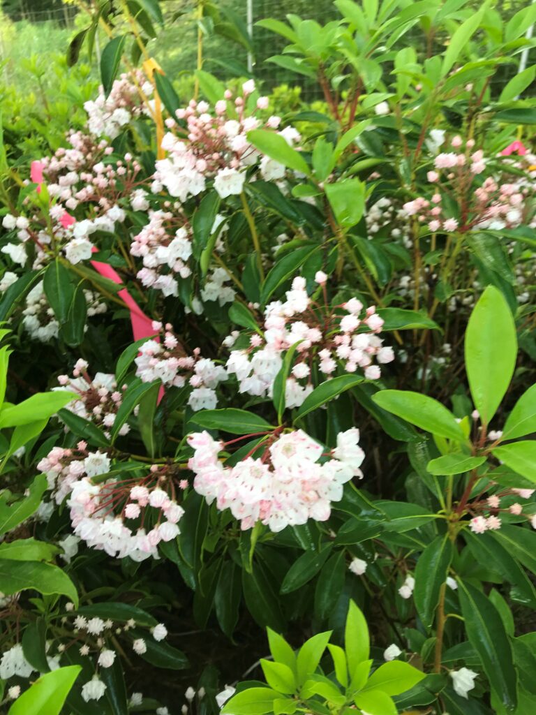 mountainlaurel