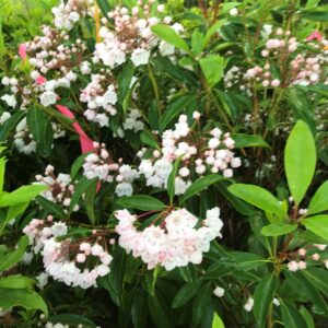 Kalmia latifolia- Mountain laurel